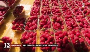 Marmande : les fraises annoncent le printemps