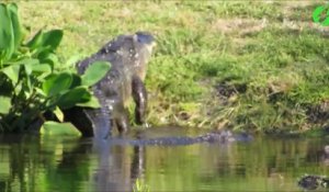 Ils n'en croient pas leurs yeux en voyant sortir de l'eau ce crocodile géant