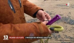 Invasion de méduses violettes à Palavas-les-Flots