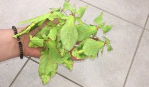 Des feuilles vivantes sur une main