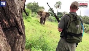 Un guide de safari dissuade un éléphant de charger, les images impressionnantes (Vidéo)