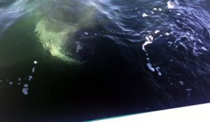 Ces pecheurs tombent sur un grand requin blanc énorme au large de Barnstable Harbor, Cape Cod