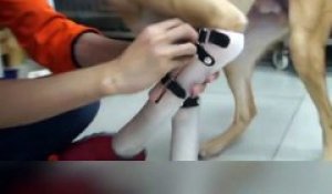 Un chien sans pattes avant se fait installer une prothèse