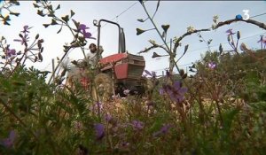 Vin : les bouteilles se mettent aussi au vegan