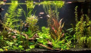 Tout savoir sur les plantes d'aquarium en eau douce