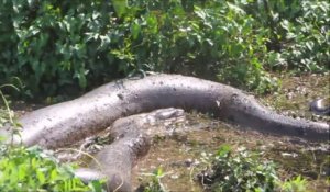 Cet anaconda est immense... Plus grand serpent du monde