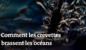 Comment les crevettes influencent le climat en brassant les océans