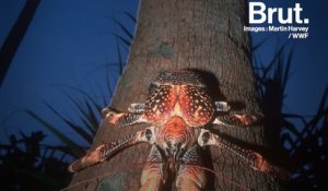 Le crabe de cocotier est le plus gros arthropode terrestre