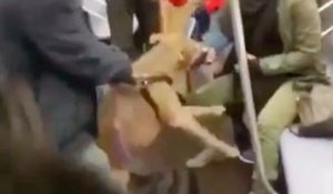 Un pit bull attaque une femme dans le métro New-Yorkais