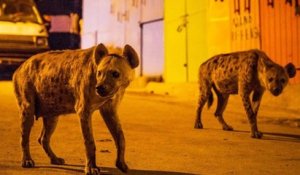 Des hyènes envahissent une ville (Éthiopie)