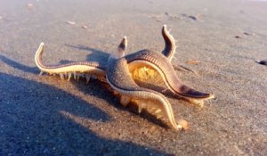 Avez-vous déjà vu une étoile de mer marcher sur le sable?