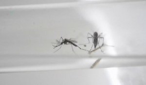 Invasion de moustiques-tigres en Île-de-France