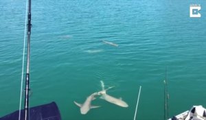 Ce couple américain en bateau reçoit la visite de 3 requins et d'un crocodile... Vive la floride