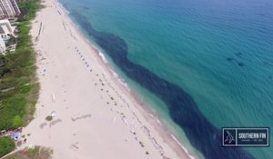 Des milliers de poissons forment une sorte de marée noire en bord de plage en Floride