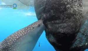 Les images magnifiques d'un requin baleine qui essaie d'aspirer les poissons pris dans un filet de peche