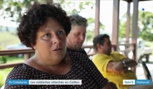 Nouvelle-Calédonie : les descendants de colons et de bagnards veulent rester français