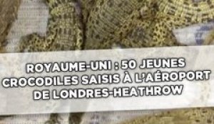 50 jeunes crocodiles saisis à l'aéroport de Londres-Heathrow