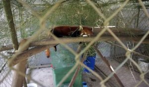 Laos: trois pandas roux rescapés d'un trafic d'animaux