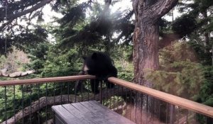 Un ours surprend ces gens en débarquant sur leur balcon après avoir grimpé à l'arbre