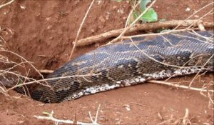 Regardez la taille de ce serpent Python... Presque 4m de long