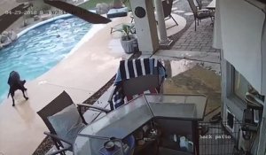 Un chien saute à l'eau pour sauver son ami dans une piscine