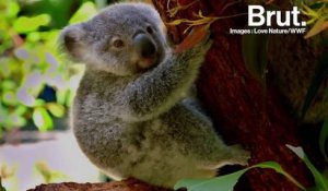 L’Australie veut sauver ses koalas et est prête à y mettre le prix
