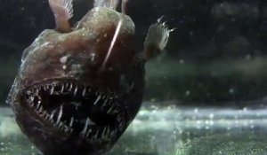 L'Anglerfish, un poisson vraiment terrifiant