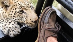 Un touriste se fait croquer sa chaussure par un léopard !