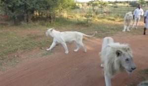 Un lion blanc grimpe dans une voiture de safari pleine de touristes
