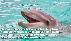 À Bali, les dauphins ont les dents limées et arrachées de force… à cause des touristes