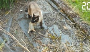Un chat et un hibou se battent pour un lapin - Le Rewind du Vendredi 25 Mai 2018