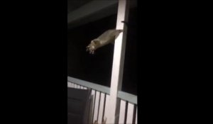 Un opossum courageux vient narguer un chien d'une façon incroyable