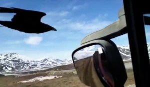 Un corbeau suit un routier et lui réclame à manger en plein vol