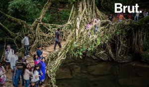Inde : les ponts vivants du peuple Khasi