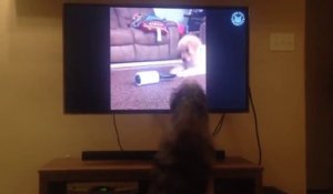 Ce chien ne regarde jamais la télé sans son coussin !