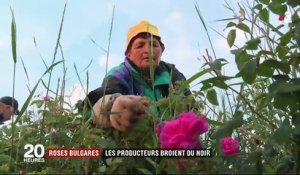 Bulgarie : les producteurs de roses broient du noir
