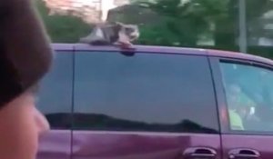 Ils ne se rendent pas compte qu'ils roulent sur l'autoroute avec un chat sur le toit