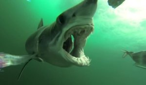 Quand un requin mako mord à l'hameçon : images incroyables