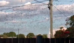 Quand des milliers de chauve-souris envahissent le ciel