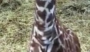 Un bébé giraffe trop mignon...