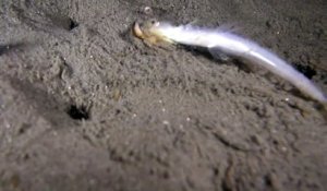 Ce ver de sable avale un poisson encore vivant... cauchemardesque