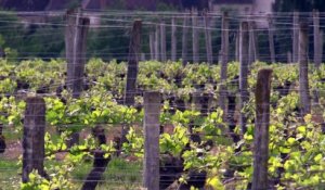 VIDEO. Les vins de l'AOC Reuilly, Top Tourisme Gastronomie