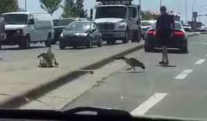 Quand tu veux aider un bébé oie à monter sur le trottoir mais que la maman se retourne contre toi