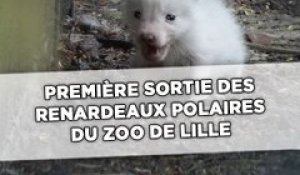 Première sortie des renardeaux polaires du zoo de Lille