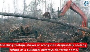 Un orang-outan attaque un bulldozer