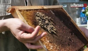 Surmortalité des abeilles : les apiculteurs alertent le gouvernement