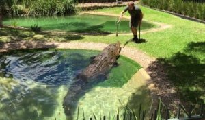 L'heure du repas pour Elvis, le plus gros crocodile d'Australie