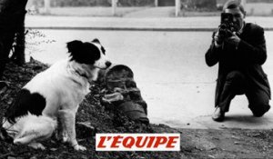 Pickles, le chien qui a sauvé le trophée en 1966 - Foot - CM 2018 - Les petites histoires (1/7)