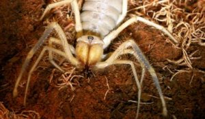 Camel Spider, un croisement entre une araignée et un scorpion. Animal terrifiant