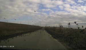 Des milliers d'oiseaux recouvrent une route en russie.